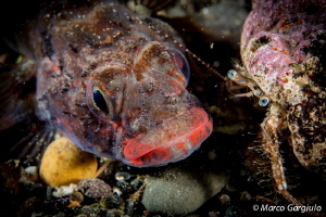 Face to face by Marco Gargiulo 